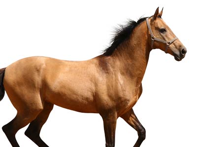 Zodiaco-Chines-Cavalo